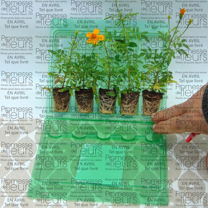 Example of Tagetes Gold Medal - Sterile French Marigold Plug plant 3/4cm specimen as delivered