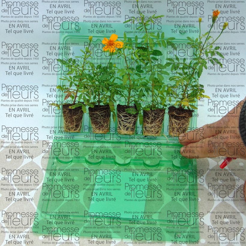 Example of Tagetes Gold Medal - Sterile French Marigold specimen as delivered