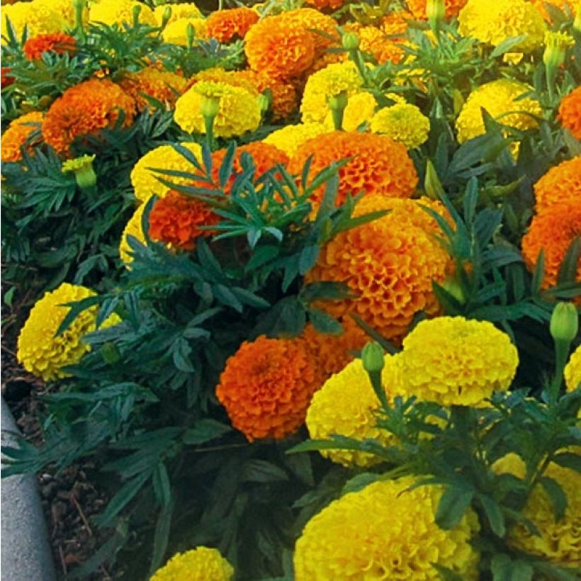 Tagetes erecta nana F1 Taishan Mix (Foliage)