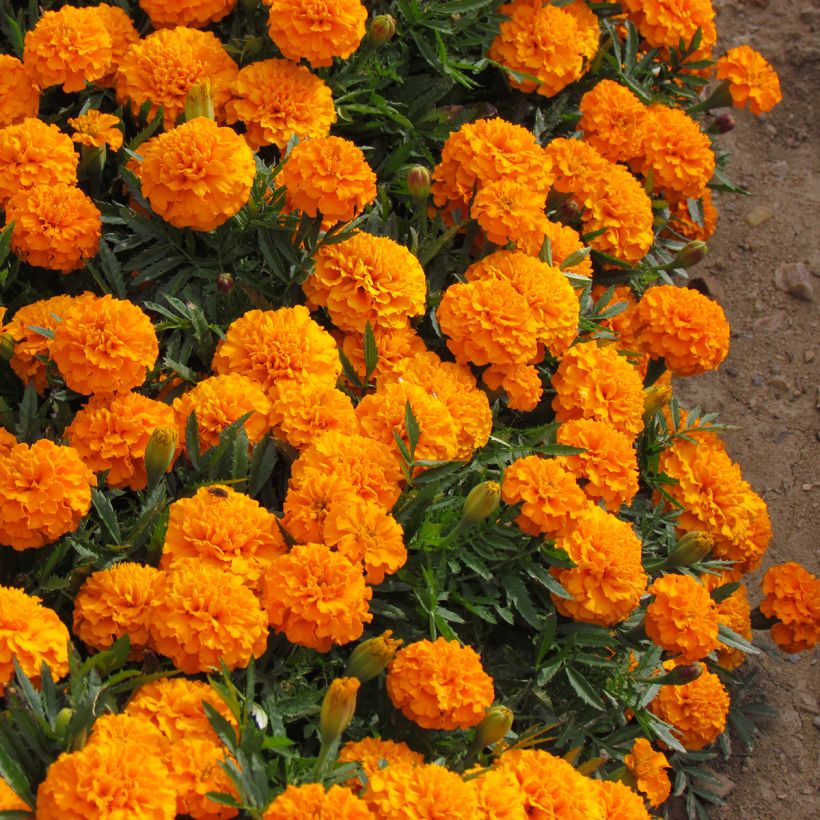 French Marigold Boy O Boy Orange Seeds - Tagetes patula (Plant habit)