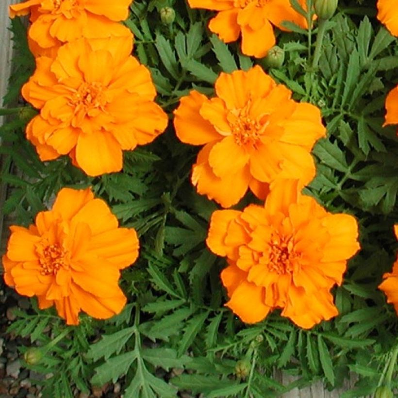 Tagetes patula Queen Orange (Flowering)