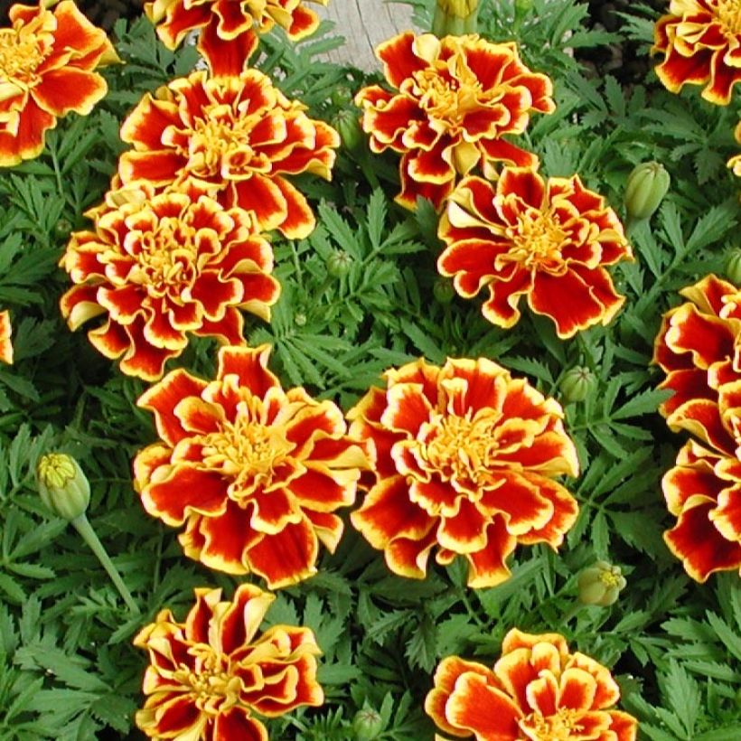 Tagetes patula Queen Yellow Fire (Flowering)