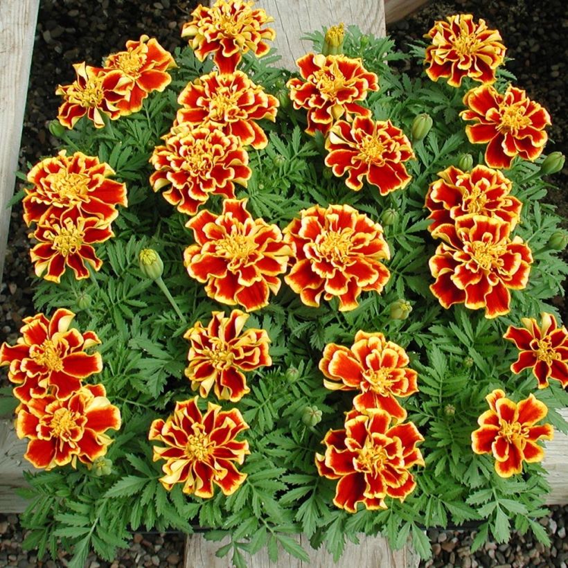Tagetes patula Queen Yellow Fire (Plant habit)