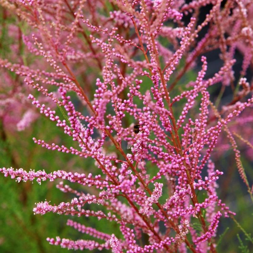 Tamarix ramosissima Rubra (Flowering)