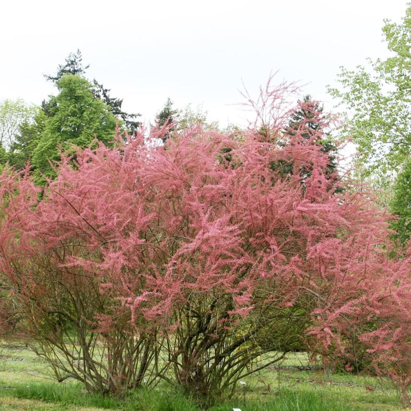 Tamarix ramosissima Rubra (Plant habit)