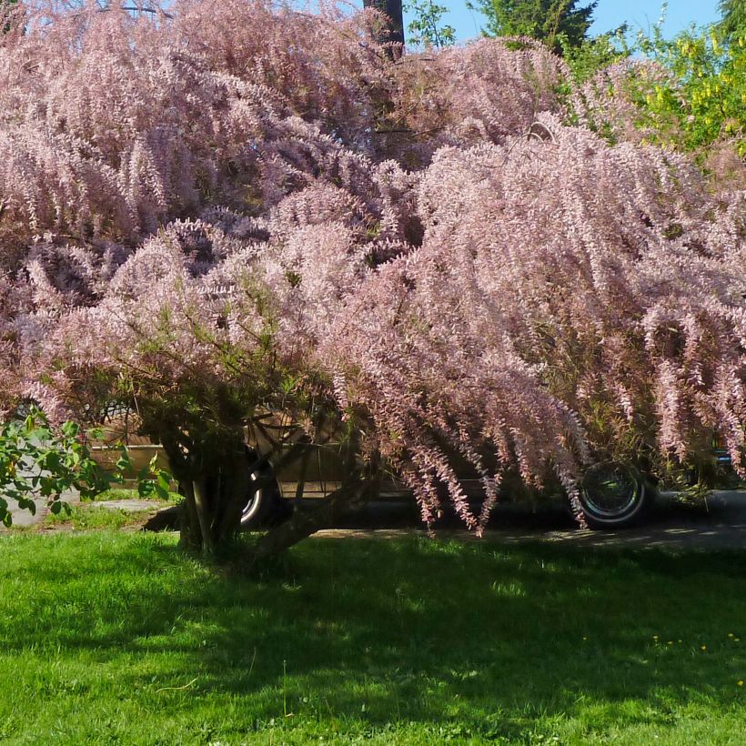 Tamarix tetrandra (Plant habit)