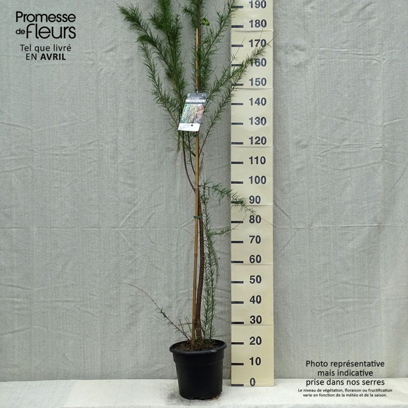 Tamarix gallica - Tamaris français, Tamaris commun Pot de 7,5L/10L sample as delivered in spring