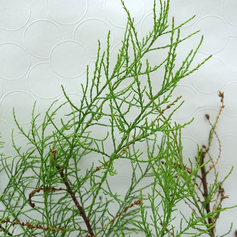 Tamarix parviflora (Foliage)