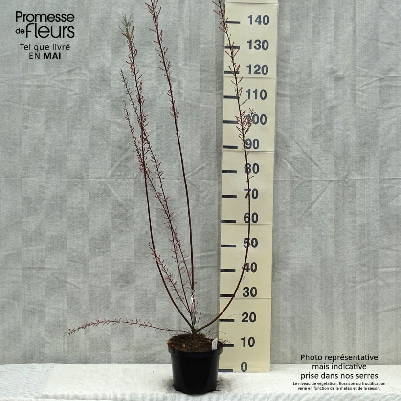 Tamarix parviflora sample as delivered in spring