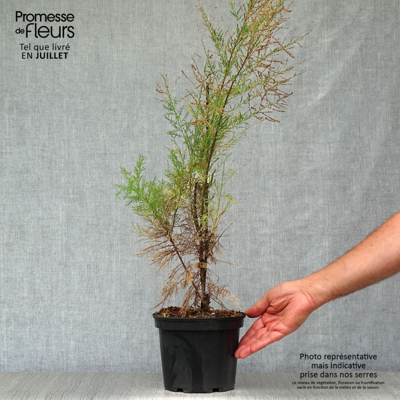 Tamarix ramosissima Pink Cascade 2L/3L pot sample as delivered in summer