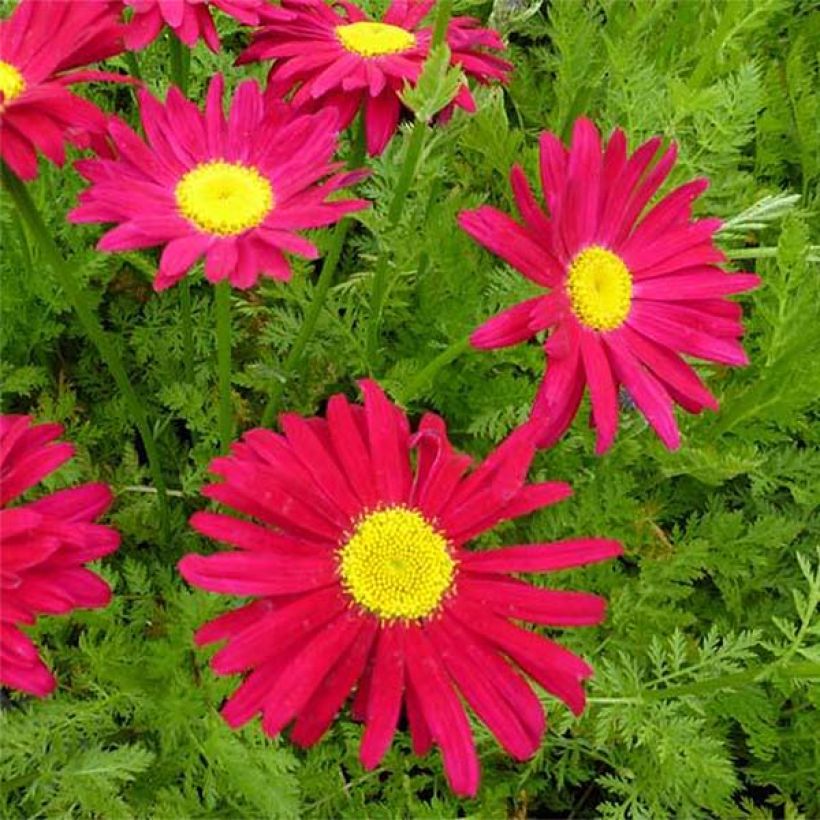Tanacetum coccineum Robinsons Red (Flowering)