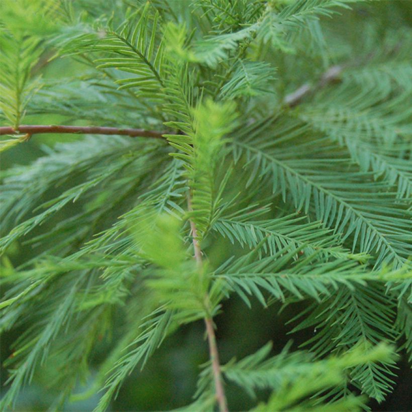 Taxodium distichum - Swamp cypress (Foliage)