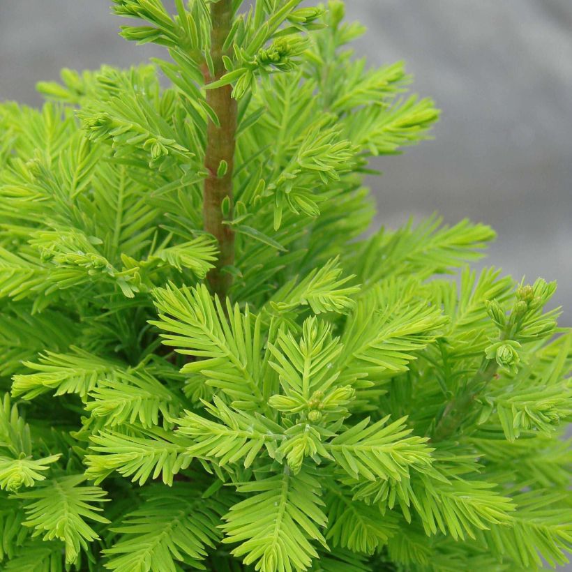 Taxodium distichum Pevé Minaret - Swamp cypress (Foliage)