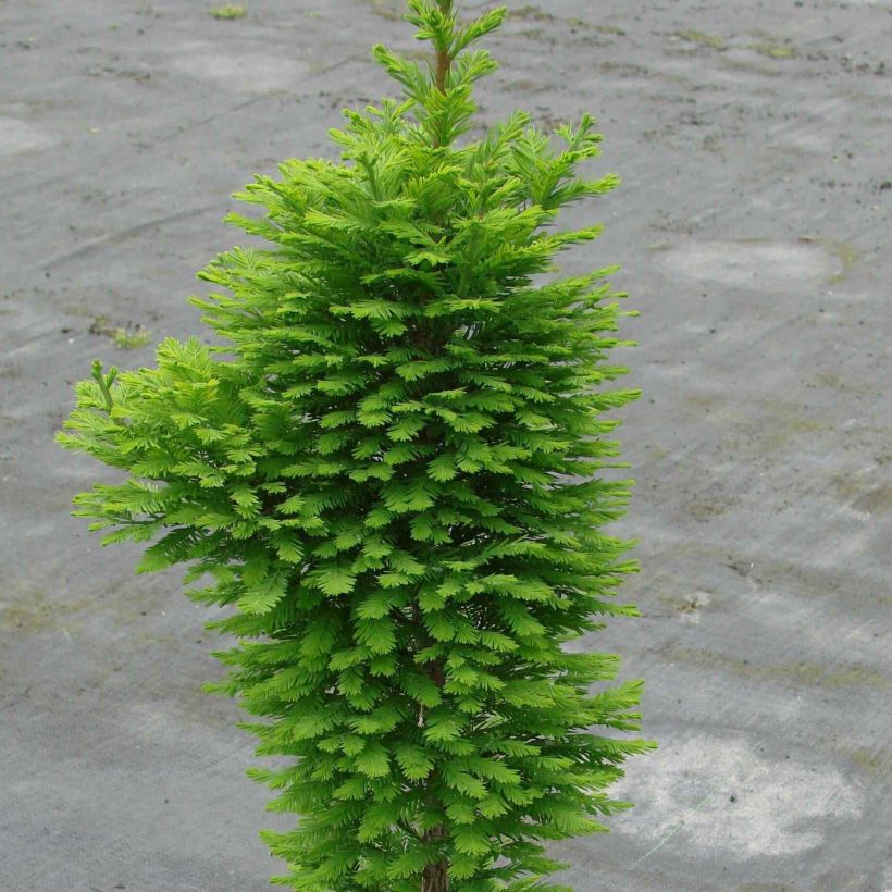 Taxodium distichum Pevé Minaret - Swamp cypress (Plant habit)