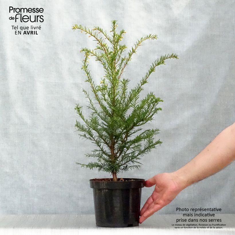 Taxus baccata - Yew sample as delivered in spring