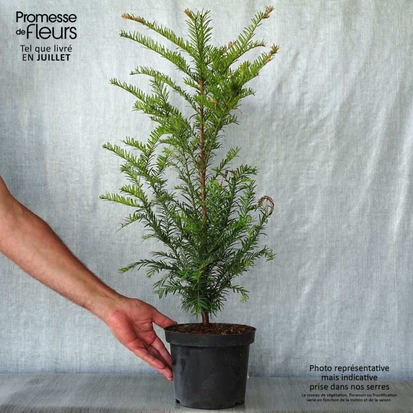 Taxus baccata - Yew 4L/5L pot sample as delivered in summer