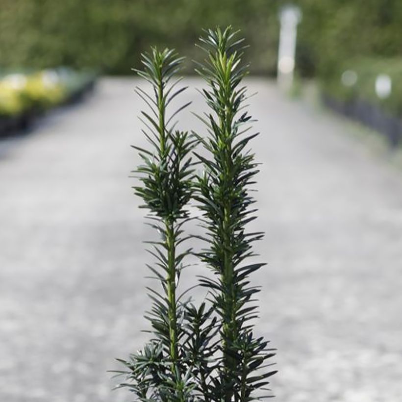 Taxus baccata fastigiata Black Tower (Foliage)