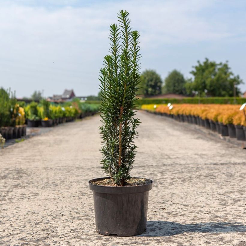 Taxus baccata fastigiata Black Tower (Plant habit)