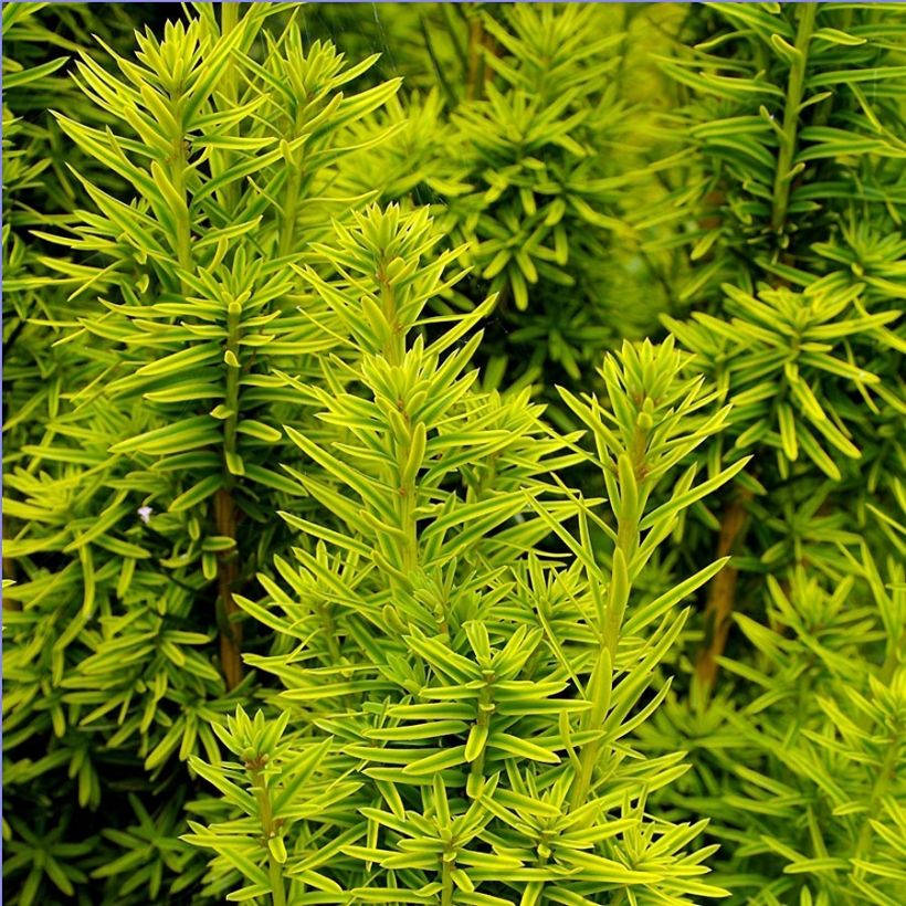 Taxus baccata David - Yew (Foliage)