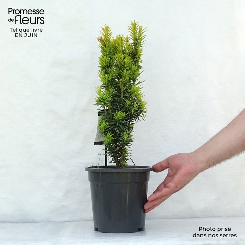 Taxus baccata David - Yew 2L/3L pot sample as delivered in summer