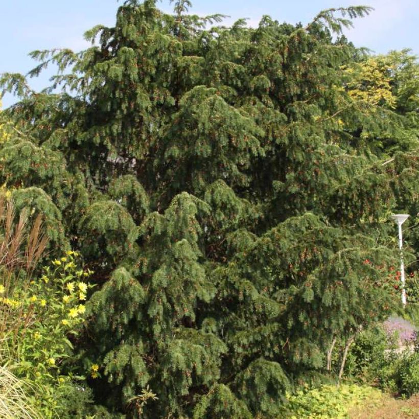 Taxus baccata Dovastoniana - Yew (Plant habit)