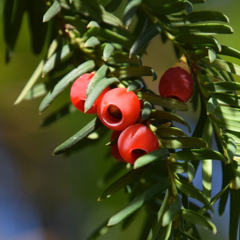 Taxus baccata Dovastoniana - Yew (Harvest)