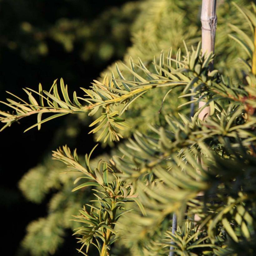 Taxus baccata Dovastonii Aurea - Yew (Foliage)