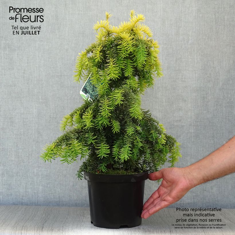 Taxus baccata Dovastonii Aurea - Yew 2L/3L pot sample as delivered in summer