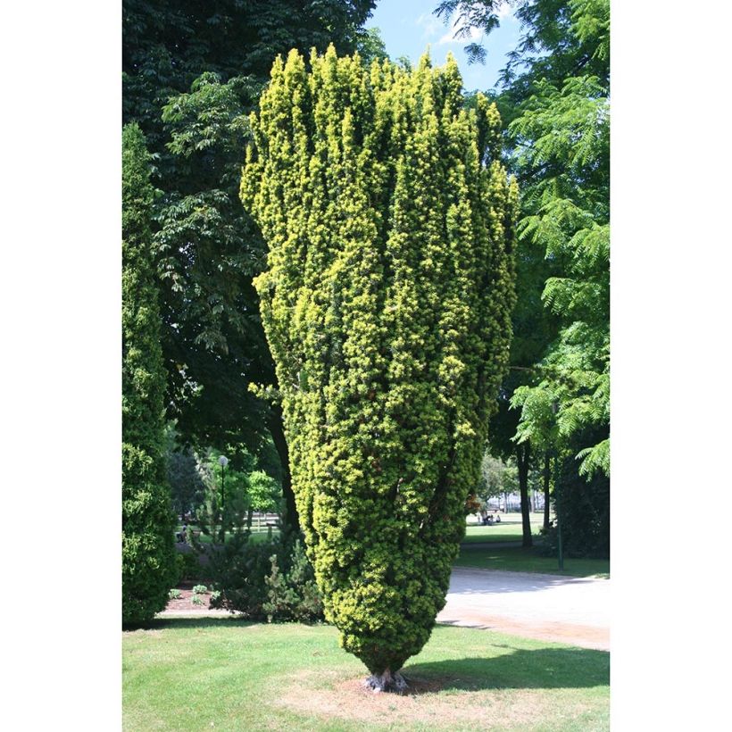 Taxus baccata Fastigiata Aurea - Yew (Foliage)