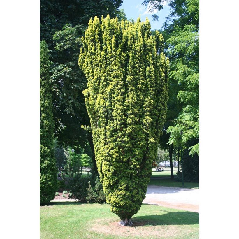 Taxus baccata Fastigiata Aurea - Yew (Plant habit)
