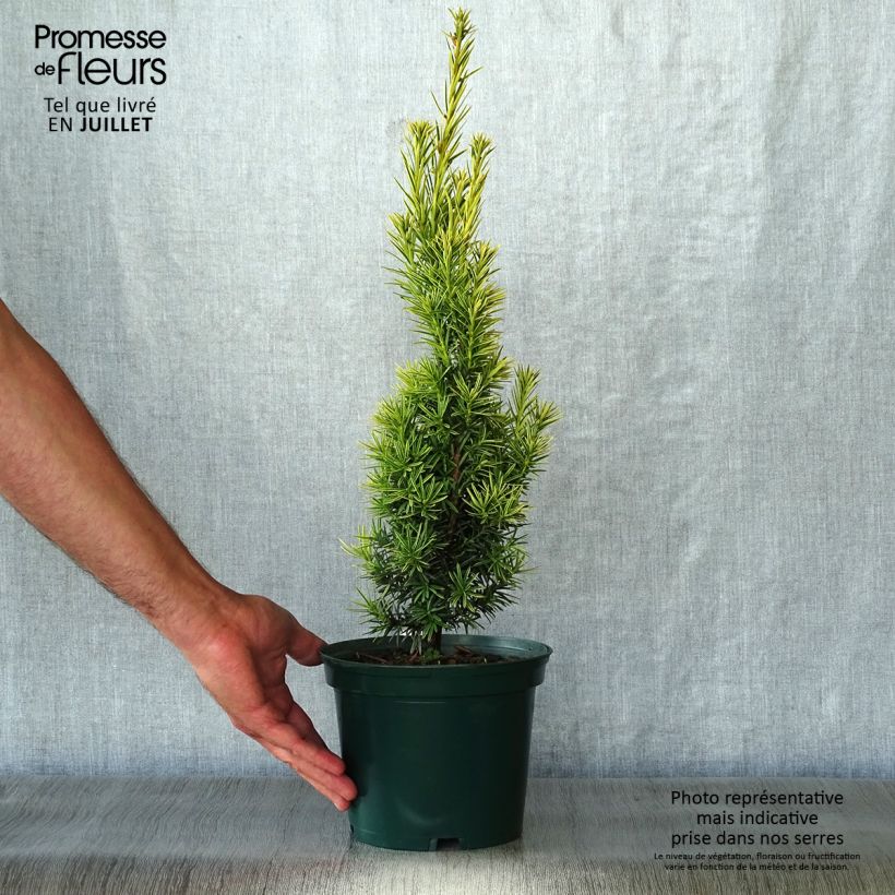 Taxus baccata Fastigiata Aurea - Yew 2L/3L pot sample as delivered in summer