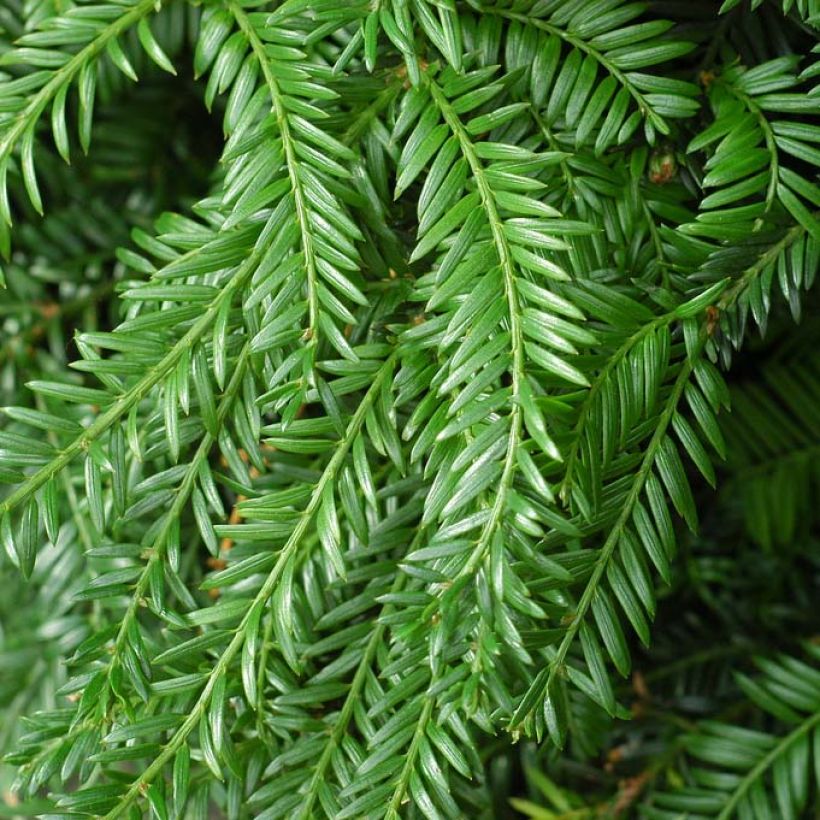 Taxus baccata Fastigiata Robusta - Yew (Foliage)