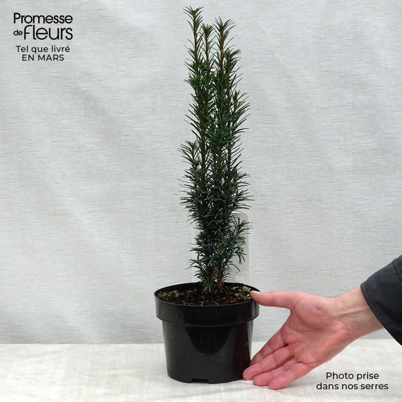 Taxus baccata Fastigiata Robusta - Yew sample as delivered in spring