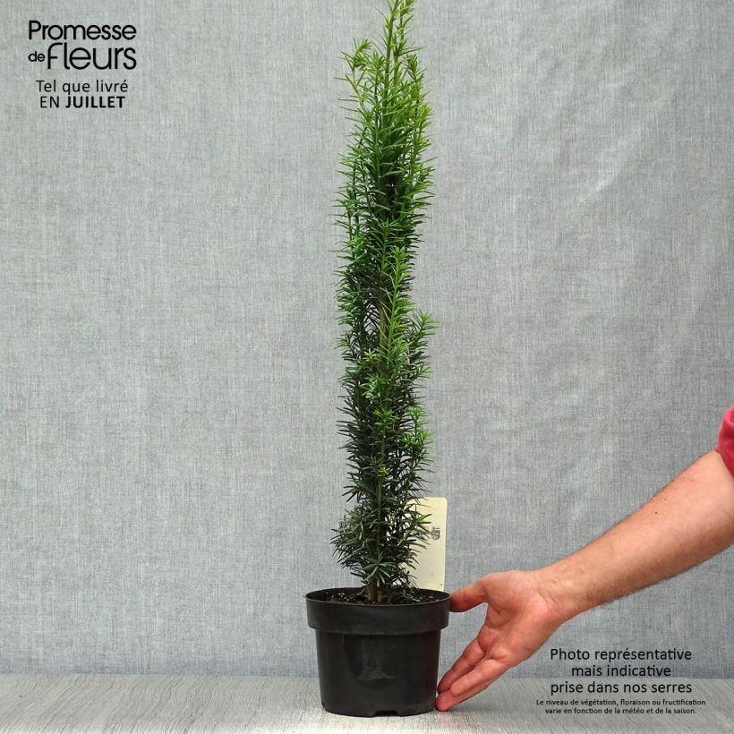 Taxus baccata Fastigiata Robusta - Yew 2L/3L pot sample as delivered in summer