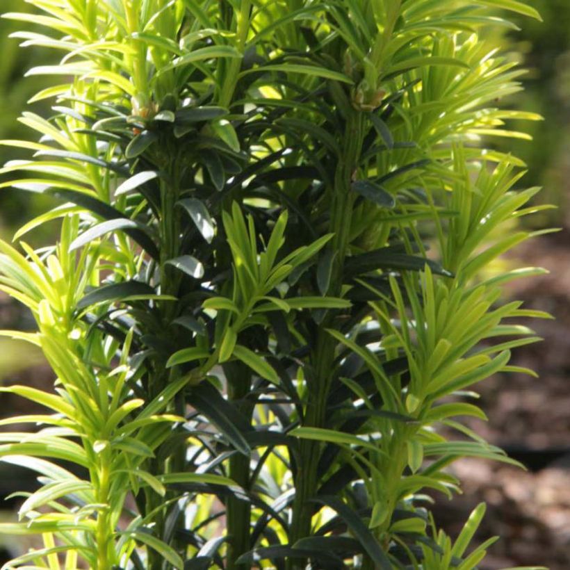 Taxus baccata Ivory Tower - Yew (Foliage)