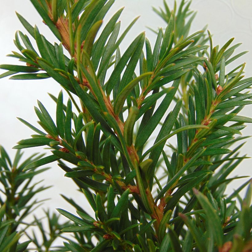 Taxus baccata Repandens - Yew (Foliage)