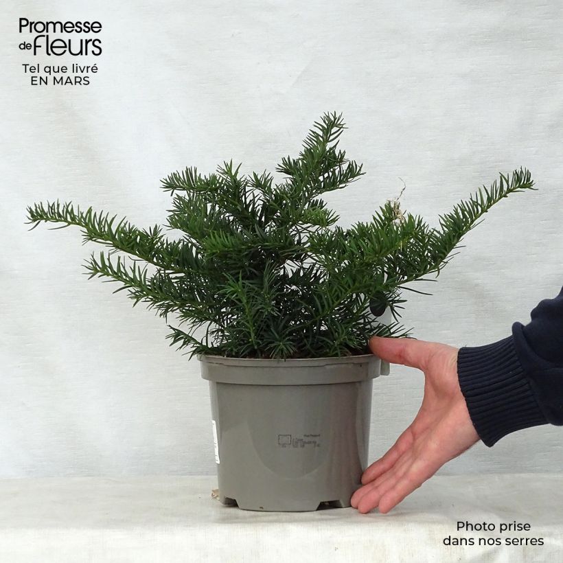 Taxus baccata Repandens - Yew sample as delivered in spring