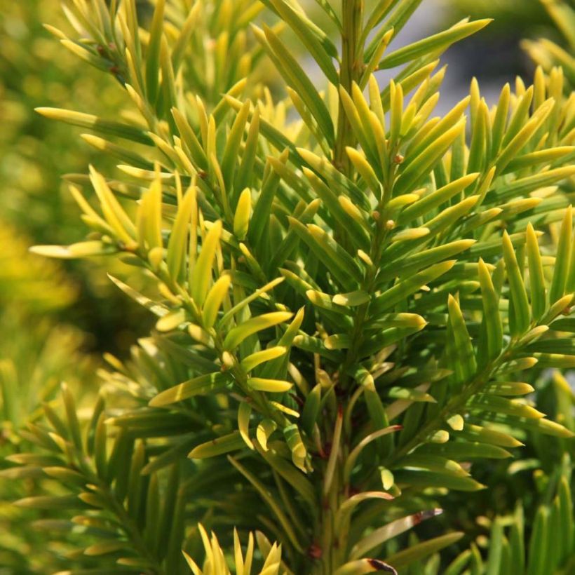 Taxus baccata Semperaurea - Yew (Foliage)