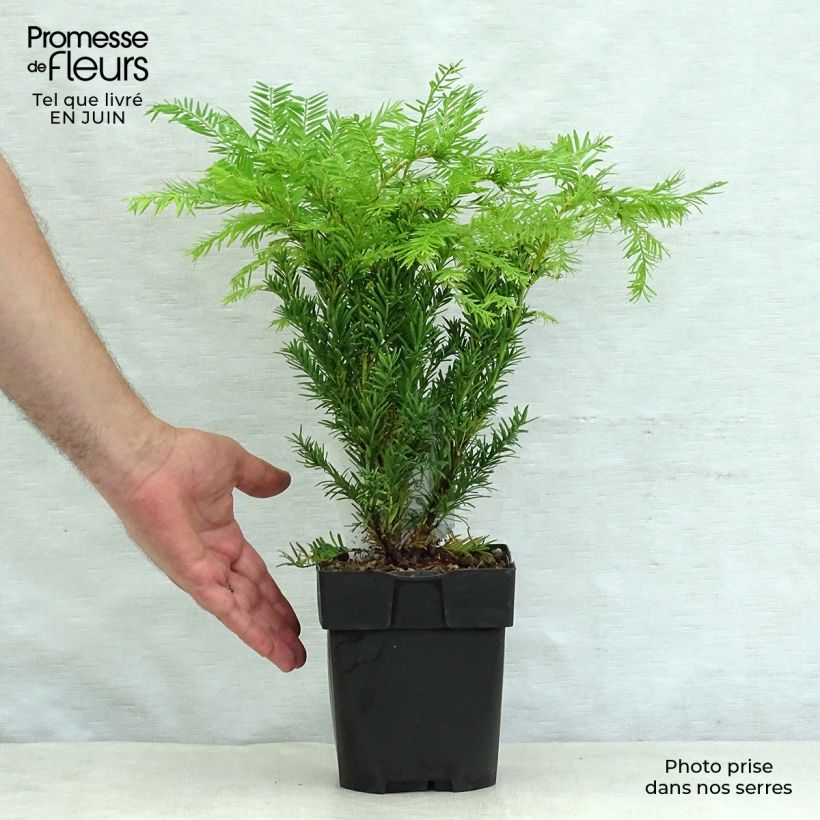 Taxus baccata Semperaurea - Yew 2L/3L pot sample as delivered in summer