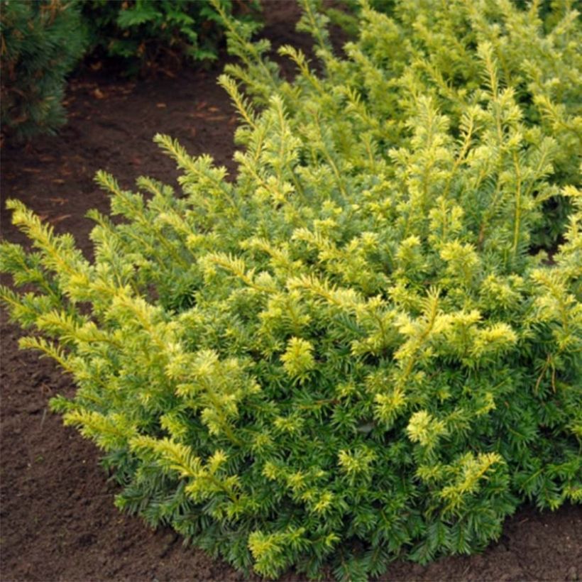 Taxus baccata Summergold (Foliage)