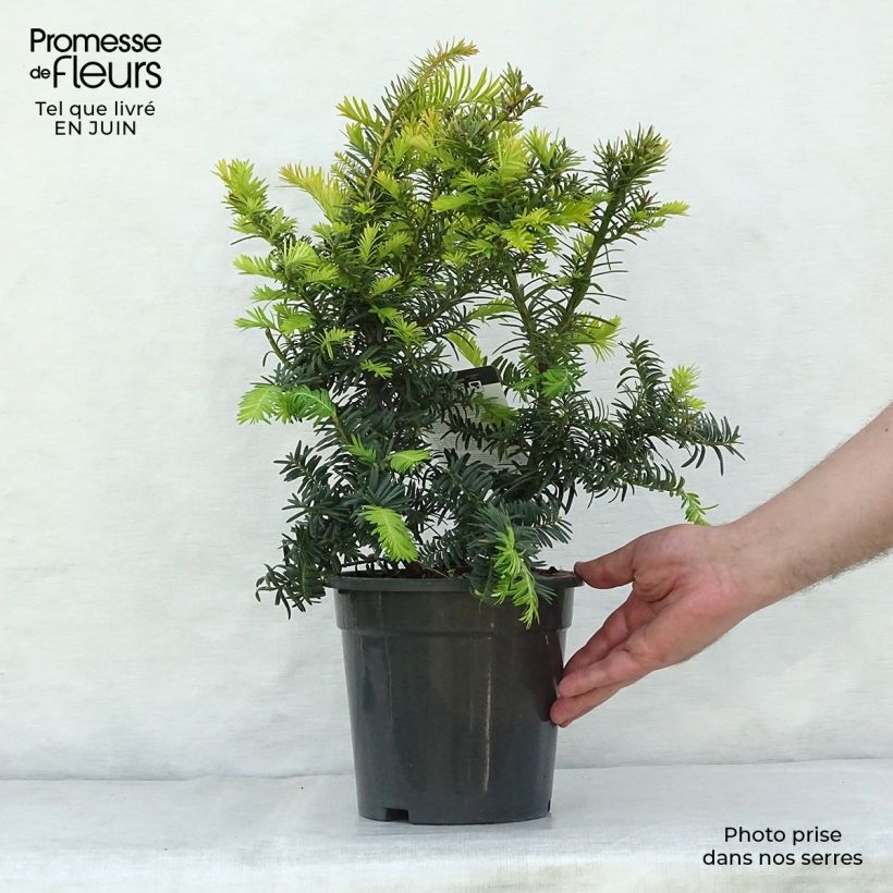 Taxus baccata Summergold 2L/3L pot sample as delivered in summer