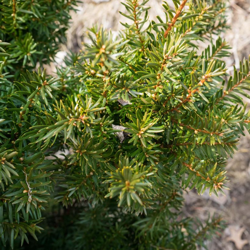 Taxus media Densiformis - Yew (Foliage)