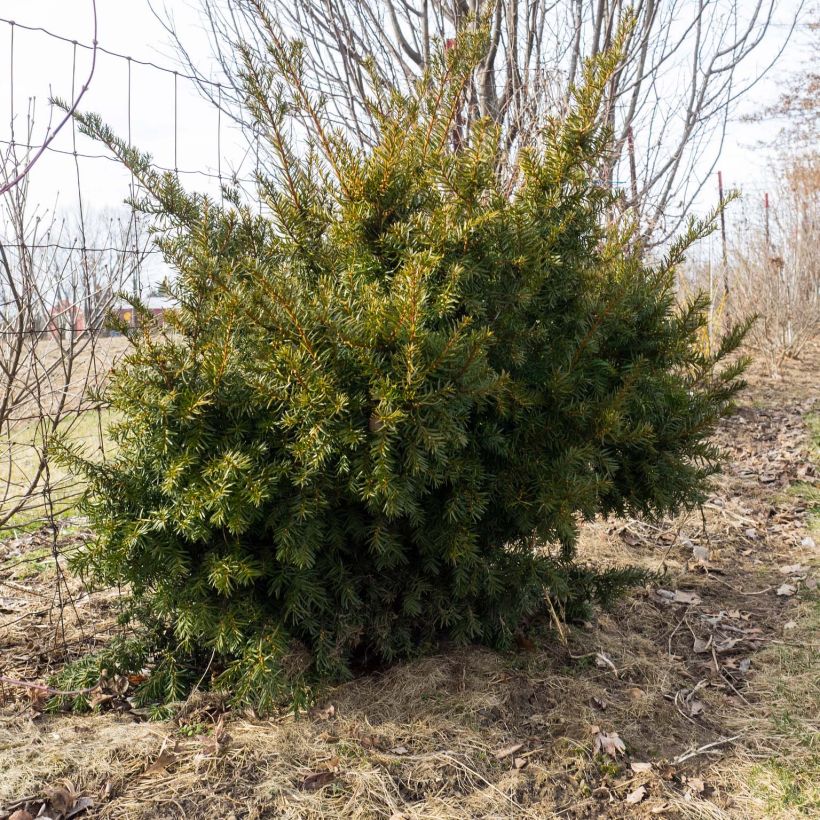 Taxus media Densiformis - Yew (Plant habit)