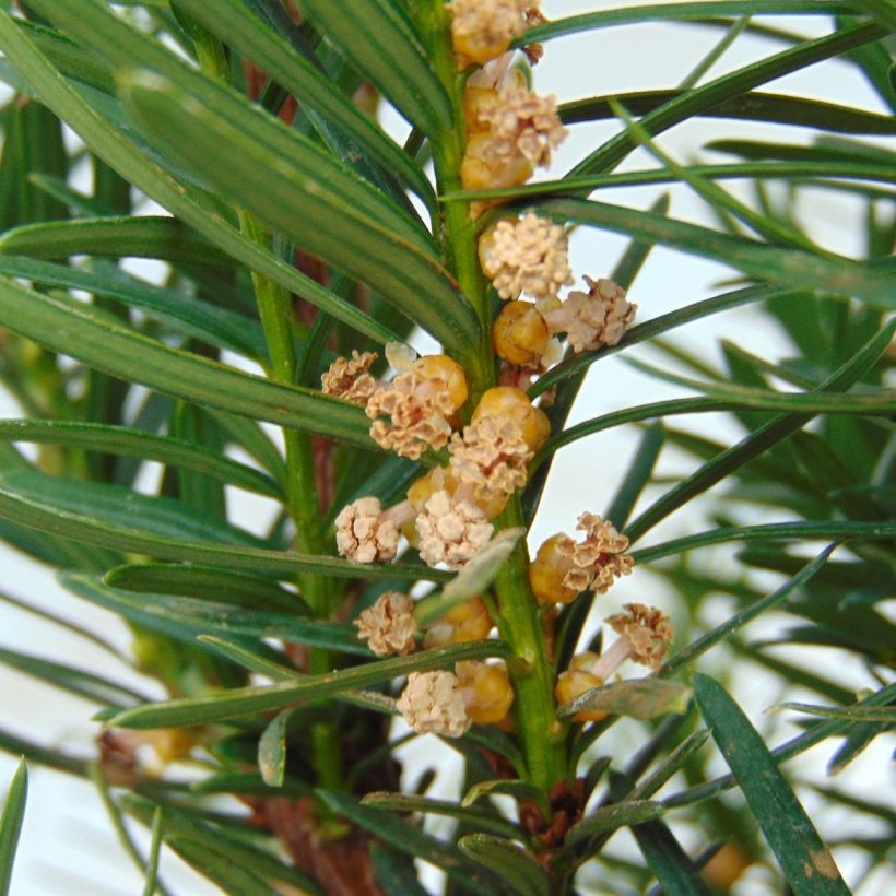 Taxus media Densiformis - Yew (Flowering)