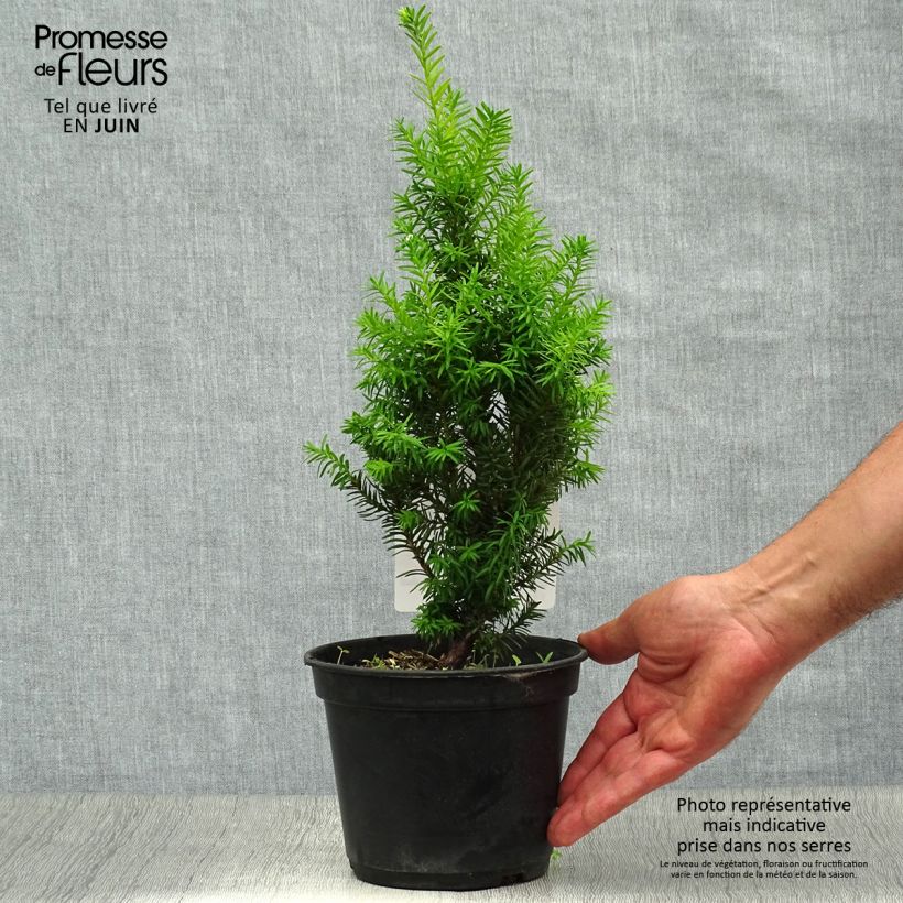 Taxus media Densiformis - Yew 2L/3L pot sample as delivered in summer