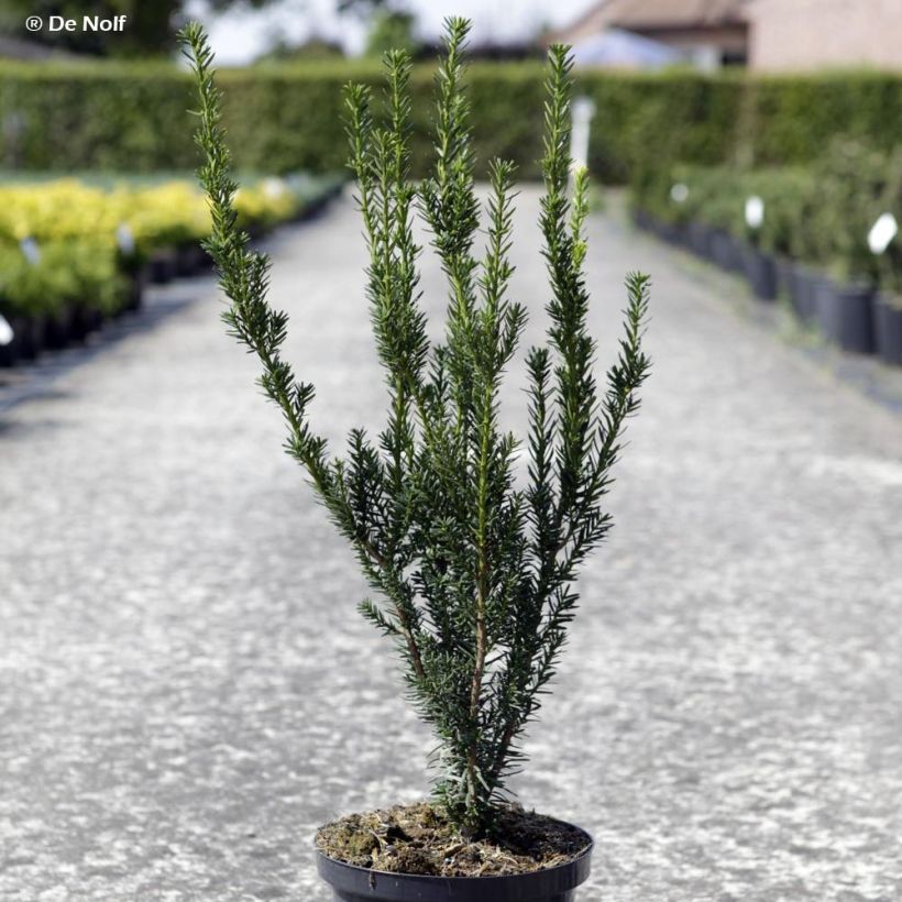 Taxus media Hillii - Yew (Plant habit)