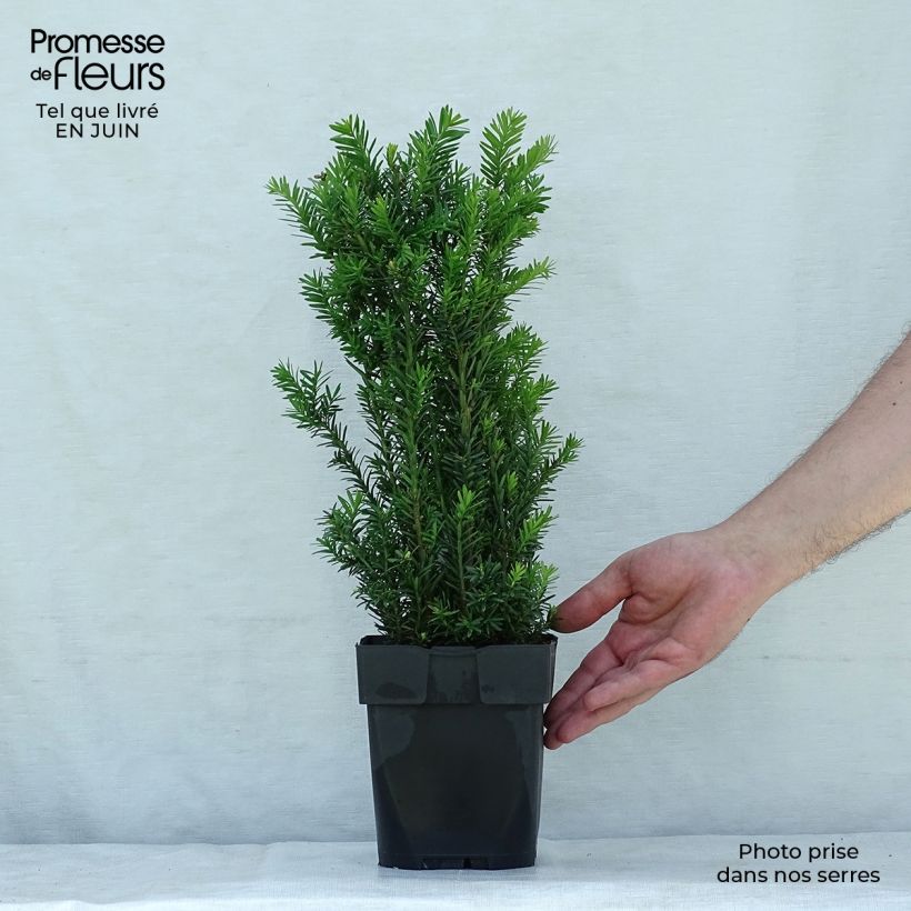 Taxus media Hillii - Yew 2L/3L pot sample as delivered in summer