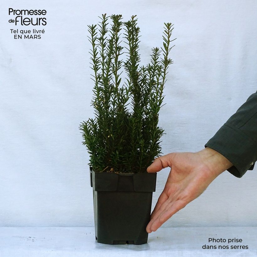 Taxus media Hillii - Yew 2L/3L potShipped height around 40/50cm sample as delivered in spring