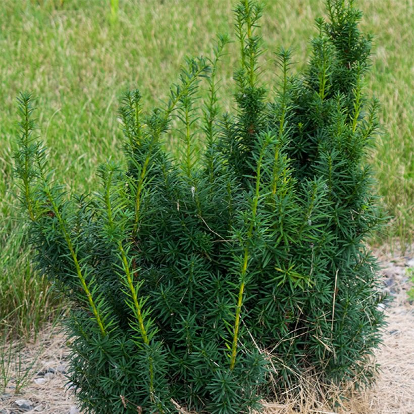 Taxus media Hicksii - Yew (Plant habit)