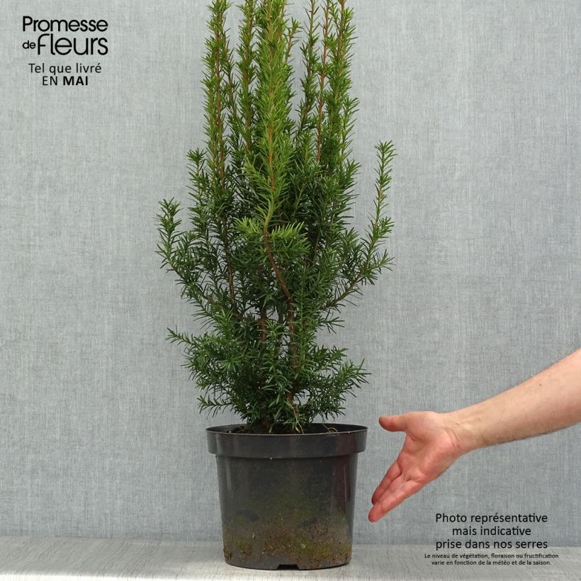 Taxus media Hicksii - Yew sample as delivered in spring